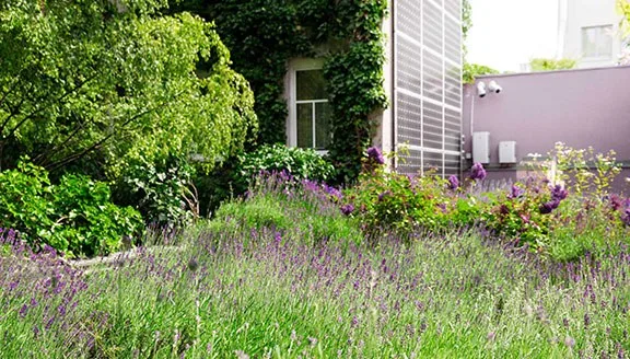 Dachgarten mit Lavendel, Gräsern und Sträuchern vor einer Hauswand
