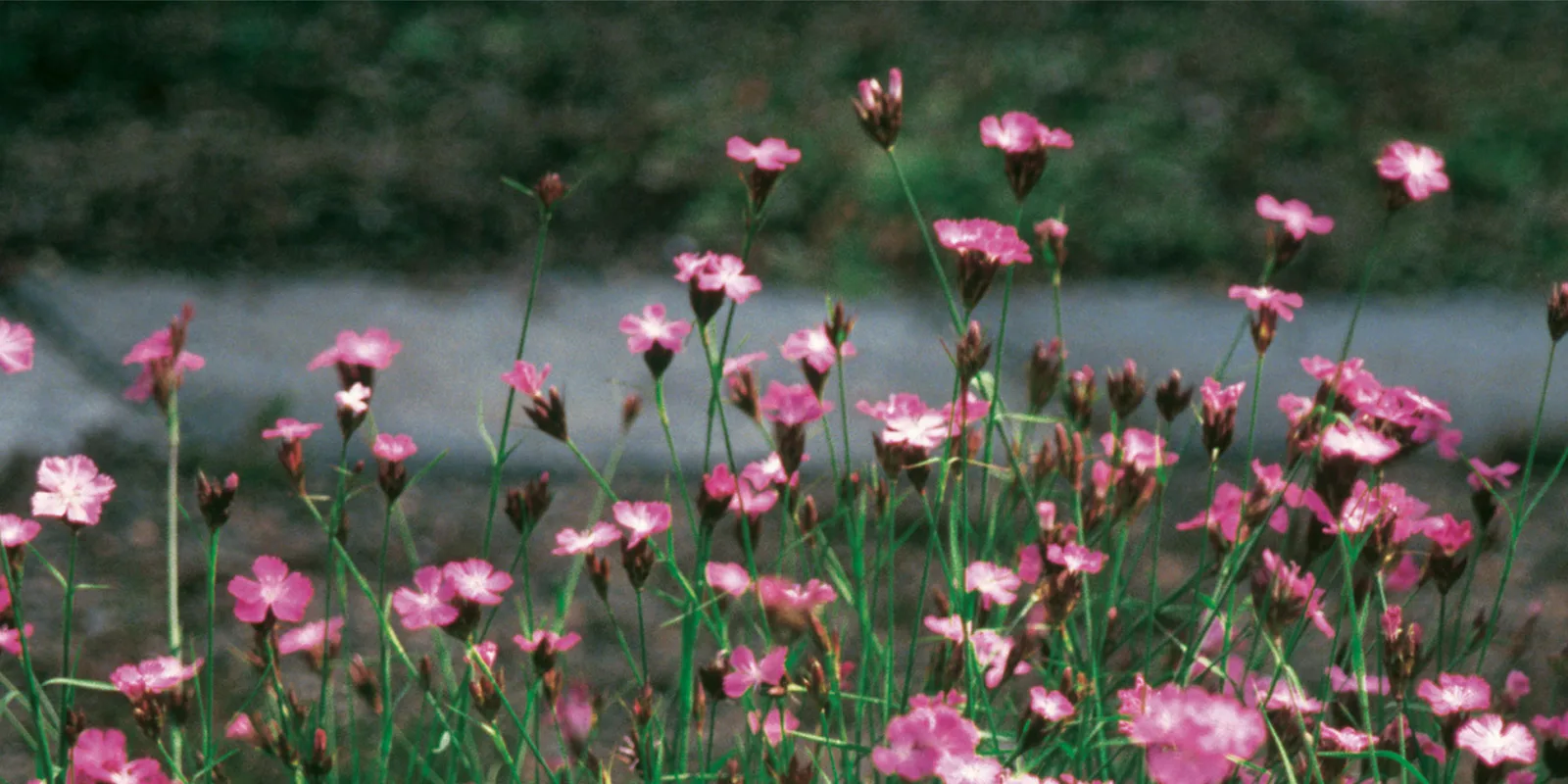 Rosa blühende Nelken auf einem Gründach