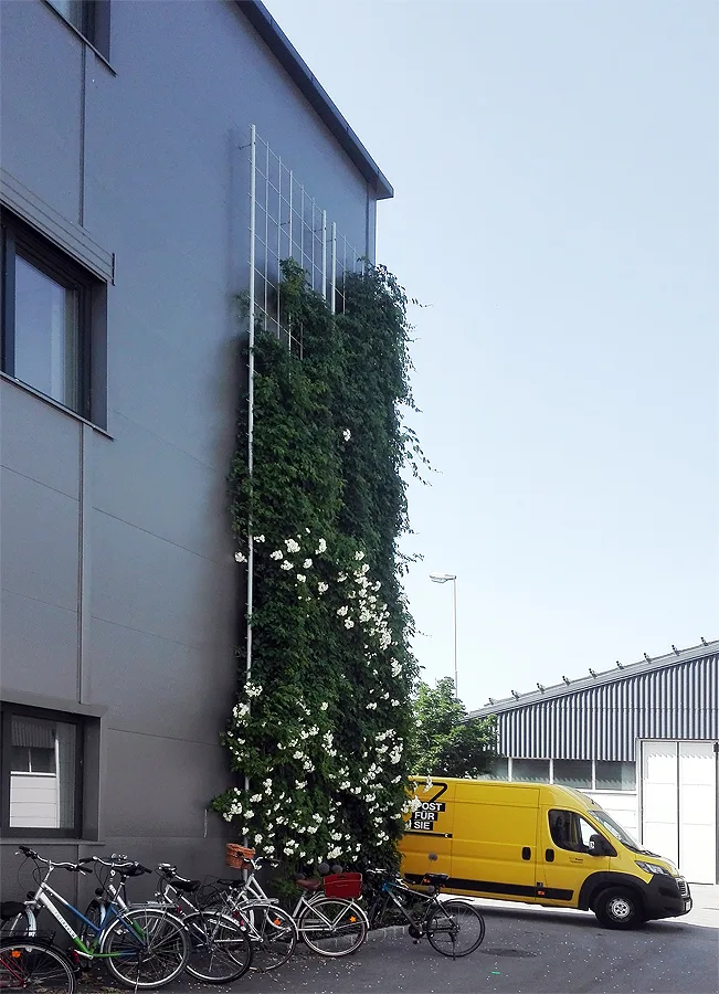 Hohe Hausfassade mit Kletterpflanzen an einem senkrechten Seilsystem
